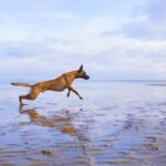 Urlaub mit Hund | Ostsee Usedom | Ferienwohnung Steinteichmühle