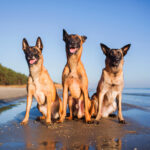 Urlaub mit Hund | Ostsee Usedom | Ferienwohnung Steinteichmühle