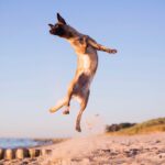 Urlaub mit Hund | Ostsee Usedom | Ferienwohnung Steinteichmühle