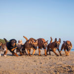 Urlaub mit Hund | Ostsee Usedom | Ferienwohnung Steinteichmühle