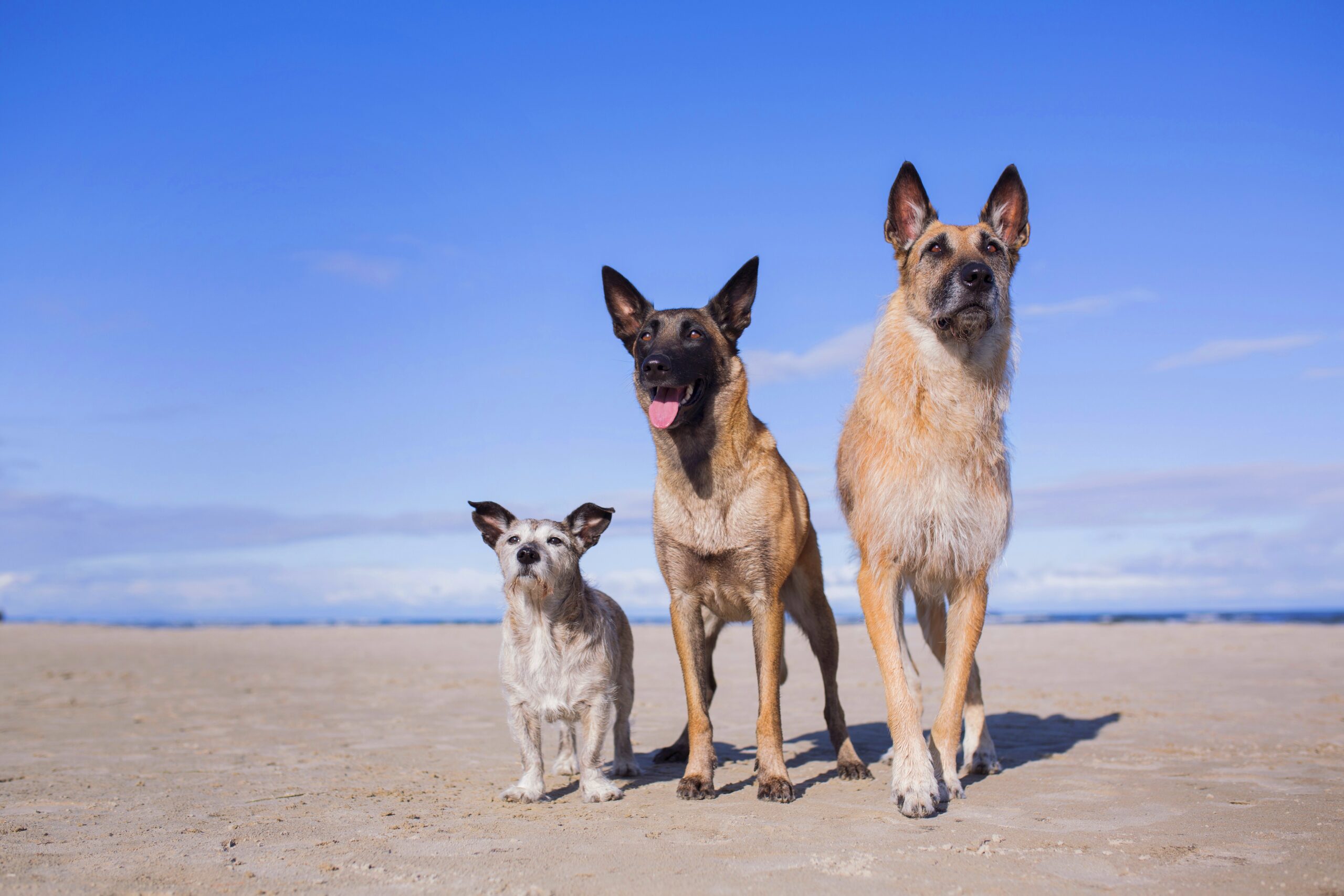 Urlaub mit Hund | Ostsee Usedom | Ferienwohnung Steinteichmühle Urlaub mit Hund | Ostsee Usedom | Ferienwohnung Steinteichmühle
